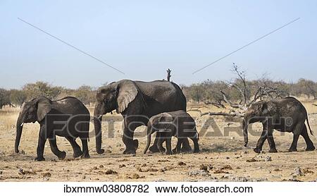 Stock Image - "African Elephants (Loxodonta africana), after bathing, Etosha National Park, Namibia, Africa". Fotosearch