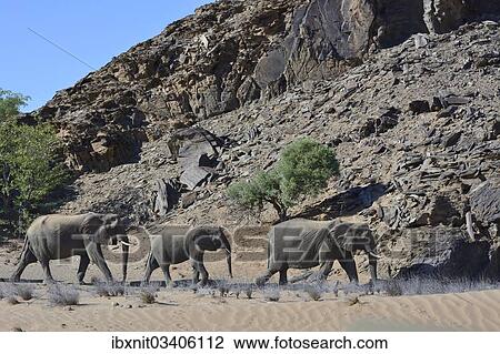 "African elephants (Loxodonta africana), desert elephants in the Aba-Huab dry riverbed, Damaraland, Kunene Region, Namibia, Africa" View Large Photo Image Stock Image - "African elephants (Loxodonta africana), desert elephants in the Aba-Huab dry riverbed, Damaraland, Kunene Region, Namibia, Africa". Fotosearch