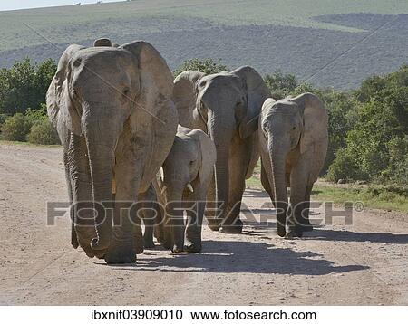 "African Elephants (Loxodonta africana), Addo Elephant National Park, Eastern Cape, South Africa, Africa" View Large Photo Image Stock Image - "African Elephants (Loxodonta africana), Addo Elephant National Park, Eastern Cape, South Africa, Africa". Fotosearch