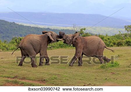 "African Elephants (Loxodonta africana), adult males fighting, social behavior, Addo Elephant National Park, Eastern Cape, South Africa, Africa" View Large Photo Image Stock Image - "African Elephants (Loxodonta africana), adult males fighting, social behavior, Addo Elephant National Park, Eastern Cape, South Africa, Africa". Fotosearch