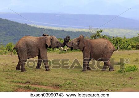 "African Elephants (Loxodonta africana), adult males fighting, social behavior, Addo Elephant National Park, Eastern Cape, South Africa, Africa" View Large Photo Image Stock Image - "African Elephants (Loxodonta africana), adult males fighting, social behavior, Addo Elephant National Park, Eastern Cape, South Africa, Africa". Fotosearch