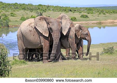 "African Elephants (Loxodonta africana), herd by the water, Addo Elephant National Park, Eastern Cape, South Africa, Africa" View Large Photo Image Stock Image - "African Elephants (Loxodonta africana), herd by the water, Addo Elephant National Park, Eastern Cape, South Africa, Africa". Fotosearch