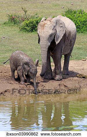 "African Elephants (Loxodonta africana), adult female with young by the water, drinking, Addo Elephant National Park, Eastern Cape, South Africa, Africa" View Large Photo Image Stock Image - "African Elephants (Loxodonta africana), adult female with young by the water, drinking, Addo Elephant National Park, Eastern Cape, South Africa, Africa". Fotosearch