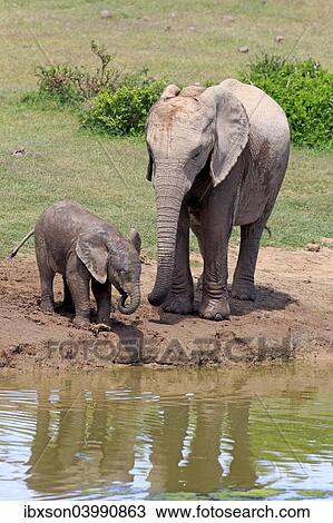 "African Elephants (Loxodonta africana), adult female with young by the water, drinking, Addo Elephant National Park, Eastern Cape, South Africa, Africa" View Large Photo Image Stock Image - "African Elephants (Loxodonta africana), adult female with young by the water, drinking, Addo Elephant National Park, Eastern Cape, South Africa, Africa". Fotosearch