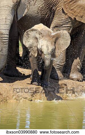 "African Elephants (Loxodonta africana), group with young animal, drinking, Addo Elephant National Park, Eastern Cape, South Africa, Africa" View Large Photo Image Stock Image - "African Elephants (Loxodonta africana), group with young animal, drinking, Addo Elephant National Park, Eastern Cape, South Africa, Africa". Fotosearch