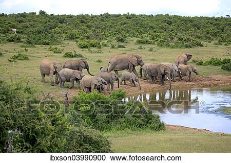 "African Elephants (Loxodonta africana), herd at waterhole, Addo Elephant National Park, Eastern Cape, South Africa, Africa" View Large Photo Image Stock Image - "African Elephants (Loxodonta africana), herd at waterhole, Addo Elephant National Park, Eastern Cape, South Africa, Africa". Fotosearch
