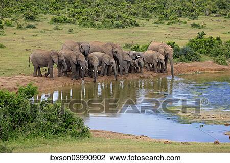 "African Elephants (Loxodonta africana), herd at waterhole, Addo Elephant National Park, Eastern Cape, South Africa, Africa" View Large Photo Image Stock Image - "African Elephants (Loxodonta africana), herd at waterhole, Addo Elephant National Park, Eastern Cape, South Africa, Africa". Fotosearch