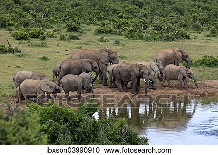 "African Elephants (Loxodonta africana), herd at waterhole, Addo Elephant National Park, Eastern Cape, South Africa, Africa" View Large Photo Image Stock Image - "African Elephants (Loxodonta africana), herd at waterhole, Addo Elephant National Park, Eastern Cape, South Africa, Africa". Fotosearch