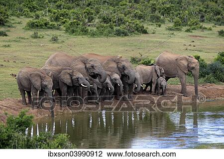 Stock Image - "African Elephants (Loxodonta africana), herd at waterhole, Addo Elephant National Park, Eastern Cape, South Africa, Africa". Fotosearch