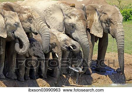 Stock Image - "African Elephants (Loxodonta africana), herd with young at the waterhole, Addo Elephant National Park, Eastern Cape, South Africa, Africa". Fotosearch