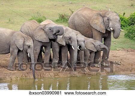 Stock Image - "African Elephants (Loxodonta africana), herd with young at the waterhole, Addo Elephant National Park, Eastern Cape, South Africa, Africa". Fotosearch