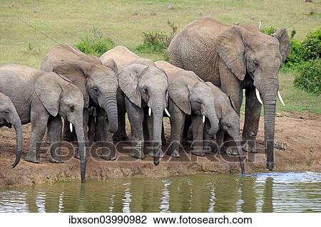 "African Elephants (Loxodonta africana), herd with young at the waterhole, Addo Elephant National Park, Eastern Cape, South Africa, Africa" View Large Photo Image Stock Image - "African Elephants (Loxodonta africana), herd with young at the waterhole, Addo Elephant National Park, Eastern Cape, South Africa, Africa". Fotosearch