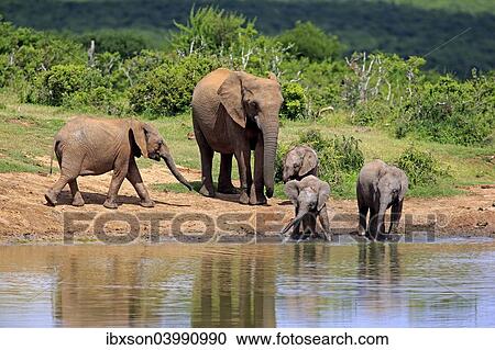 "African Elephants (Loxodonta africana), adult with young animals at the waterhole, Addo Elephant National Park, Eastern Cape, South Africa, Africa" View Large Photo Image Stock Image - "African Elephants (Loxodonta africana), adult with young animals at the waterhole, Addo Elephant National Park, Eastern Cape, South Africa, Africa". Fotosearch