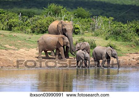 "African Elephants (Loxodonta africana), adult with young animals at the waterhole, Addo Elephant National Park, Eastern Cape, South Africa, Africa" View Large Photo Image Stock Image - "African Elephants (Loxodonta africana), adult with young animals at the waterhole, Addo Elephant National Park, Eastern Cape, South Africa, Africa". Fotosearch