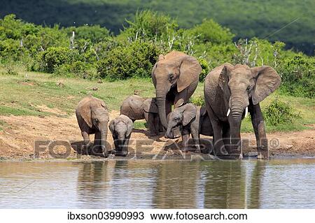 "African Elephants (Loxodonta africana), herd with young animals at the waterhole, Addo Elephant National Park, Eastern Cape, South Africa, Africa" View Large Photo Image Stock Image - "African Elephants (Loxodonta africana), herd with young animals at the waterhole, Addo Elephant National Park, Eastern Cape, South Africa, Africa". Fotosearch