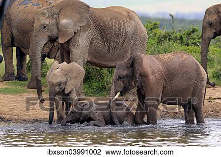 "African Elephants (Loxodonta africana), herd with young at a waterhole, Addo Elephant National Park, Eastern Cape, South Africa, Africa" View Large Photo Image Stock Image - "African Elephants (Loxodonta africana), herd with young at a waterhole, Addo Elephant National Park, Eastern Cape, South Africa, Africa". Fotosearch