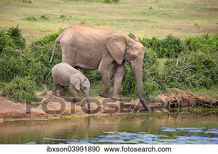 "African Elephants (Loxodonta africana), adult female with young by the water, drinking, Addo Elephant National Park, Eastern Cape, South Africa, Africa" View Large Photo Image Stock Image - "African Elephants (Loxodonta africana), adult female with young by the water, drinking, Addo Elephant National Park, Eastern Cape, South Africa, Africa". Fotosearch