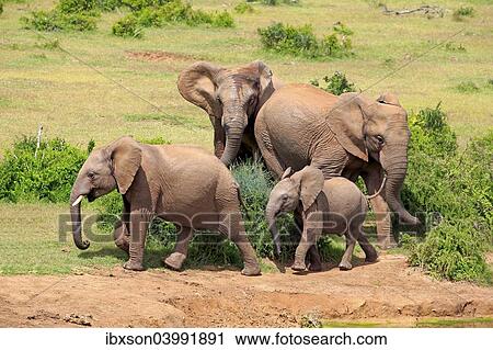 "African Elephants (Loxodonta africana), group with young, Addo Elephant National Park, Eastern Cape, South Africa, Africa" View Large Photo Image Stock Image - "African Elephants (Loxodonta africana), group with young, Addo Elephant National Park, Eastern Cape, South Africa, Africa". Fotosearch