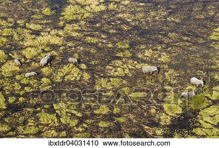 Stock Image - "African Elephants (Loxodonta africana), breeding herd, feeding and drinking in a freshwater marsh, aerial view, Okavango Delta, Botswana, Africa". Fotosearch