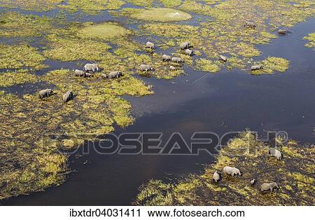 "African Elephants (Loxodonta africana), breeding herd, feeding and drinking in a freshwater marsh, aerial view, Okavango Delta, Botswana, Africa" View Large Photo Image Stock Image - "African Elephants (Loxodonta africana), breeding herd, feeding and drinking in a freshwater marsh, aerial view, Okavango Delta, Botswana, Africa". Fotosearch