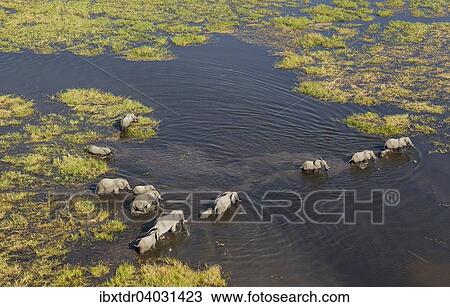 Stock Image - "African Elephants (Loxodonta africana), breeding herd crossing a stream, aerial view, Okavango Delta, Botswana, Africa". Fotosearch