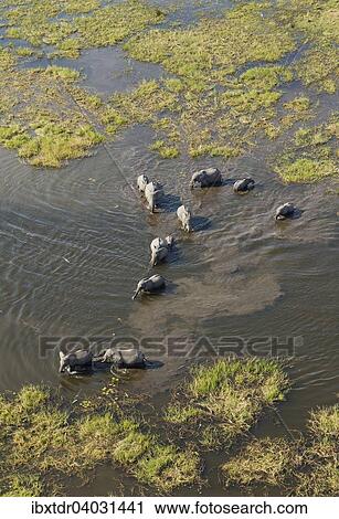 Stock Image - "African Elephants (Loxodonta africana), breeding herd crossing a stream, aerial view, Okavango Delta, Botswana, Africa". Fotosearch