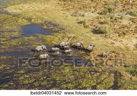 Stock Image - "African Elephants (Loxodonta africana), breeding herd, roaming in a freshwater marsh, aerial view, Okavango Delta, Botswana, Africa". Fotosearch