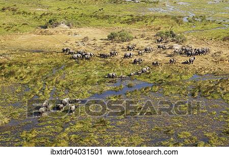 Stock Image - "African Elephants (Loxodonta africana), breeding herd, roaming in a freshwater marsh, aerial view, Okavango Delta, Botswana, Africa". Fotosearch