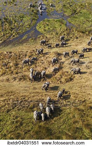 Stock Image - "African Elephants (Loxodonta africana), breeding herd, roaming in a freshwater marsh, aerial view, Okavango Delta, Botswana, Africa". Fotosearch