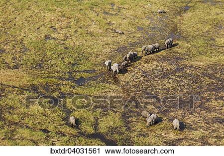 "African Elephants (Loxodonta africana), breeding herd, roaming in a freshwater marsh, aerial view, Okavango Delta, Botswana, Africa" View Large Photo Image Stock Image - "African Elephants (Loxodonta africana), breeding herd, roaming in a freshwater marsh, aerial view, Okavango Delta, Botswana, Africa". Fotosearch