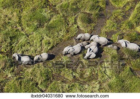 Stock Image - "African Elephants (Loxodonta africana), breeding herd, roaming in a freshwater marsh, aerial view, Okavango Delta, Botswana, Africa". Fotosearch
