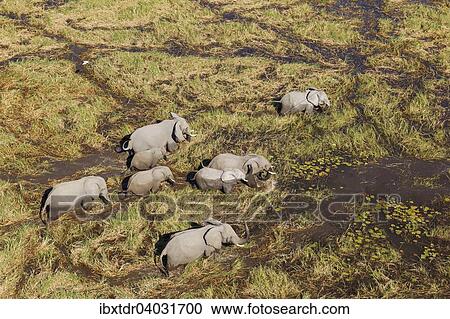 "African Elephants (Loxodonta africana), breeding herd, roaming in a freshwater marsh, aerial view, Okavango Delta, Botswana, Africa" View Large Photo Image Stock Image - "African Elephants (Loxodonta africana), breeding herd, roaming in a freshwater marsh, aerial view, Okavango Delta, Botswana, Africa". Fotosearch