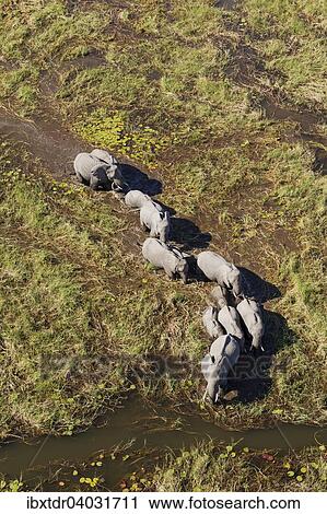 "African Elephants (Loxodonta africana), breeding herd, roaming in a freshwater marsh, aerial view, Okavango Delta, Botswana, Africa" View Large Photo Image Stock Image - "African Elephants (Loxodonta africana), breeding herd, roaming in a freshwater marsh, aerial view, Okavango Delta, Botswana, Africa". Fotosearch