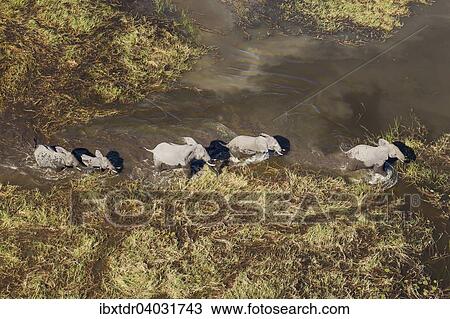 "African Elephants (Loxodonta africana), breeding herd, roaming in a freshwater marsh, aerial view, Okavango Delta, Botswana, Africa" View Large Photo Image Stock Image - "African Elephants (Loxodonta africana), breeding herd, roaming in a freshwater marsh, aerial view, Okavango Delta, Botswana, Africa". Fotosearch