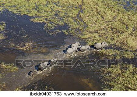 Stock Image - "African Elephants (Loxodonta africana), breeding herd, roaming in a freshwater marsh, aerial view, Okavango Delta, Botswana, Africa". Fotosearch