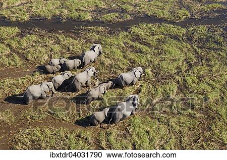 Stock Image - "African Elephants (Loxodonta africana), breeding herd, roaming in a freshwater marsh, aerial view, Okavango Delta, Botswana, Africa". Fotosearch