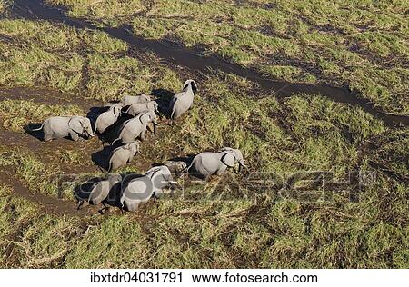 "African Elephants (Loxodonta africana), breeding herd, roaming in a freshwater marsh, aerial view, Okavango Delta, Botswana, Africa" View Large Photo Image Stock Image - "African Elephants (Loxodonta africana), breeding herd, roaming in a freshwater marsh, aerial view, Okavango Delta, Botswana, Africa". Fotosearch