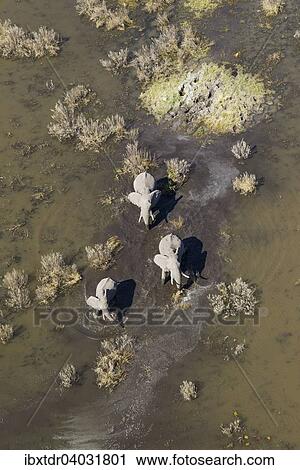Stock Image - "African Elephants (Loxodonta africana), two cows with calf, roaming in a freshwater marsh, aerial view, Okavango Delta, Botswana, Africa". Fotosearch