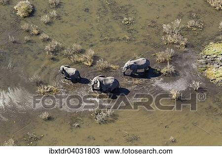 Stock Image - "African Elephants (Loxodonta africana), two cows with calf, roaming in a freshwater marsh, aerial view, Okavango Delta, Botswana, Africa". Fotosearch
