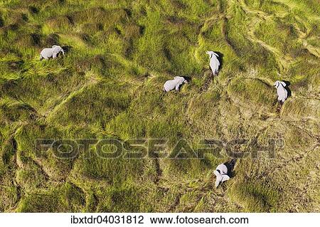 Stock Image - "African Elephants (Loxodonta africana), cows, feeding in a freshwater marsh, aerial view, Okavango Delta, Botswana, Africa". Fotosearch