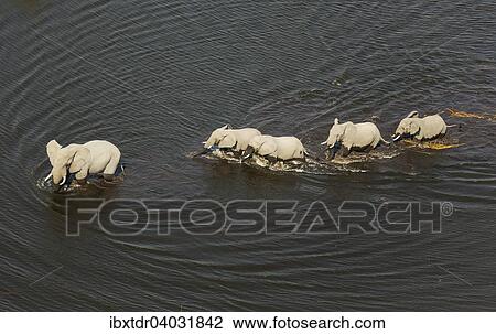 "African Elephants (Loxodonta africana), five females, crossing a stream, aerial view, Okavango Delta, Botswana, Africa" View Large Photo Image Stock Image - "African Elephants (Loxodonta africana), five females, crossing a stream, aerial view, Okavango Delta, Botswana, Africa". Fotosearch