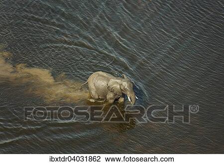 Stock Image - "African Elephants (Loxodonta africana), bull crossing a stream, aerial view, Okavango Delta, Botswana, Africa". Fotosearch