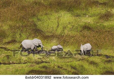 Stock Image - "African Elephants (Loxodonta africana), two cows with a calf, roaming in a freshwater marsh, aerial view, Okavango Delta, Botswana, Africa". Fotosearch