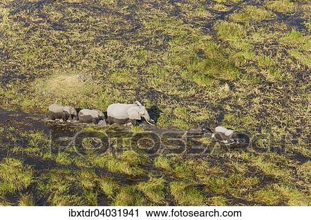 "African Elephants (Loxodonta africana), cow with four calves, roaming in a freshwater marsh, aerial view, Okavango Delta, Botswana, Africa" View Large Photo Image Stock Image - "African Elephants (Loxodonta africana), cow with four calves, roaming in a freshwater marsh, aerial view, Okavango Delta, Botswana, Africa". Fotosearch
