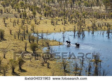 Stock Image - "African Elephants (Loxodonta africana), two bulls in a freshwater marsh, surrounded by dead Mopane Trees (Colophospermum mopane) cropped by elephants, aerial view, Okavango Delta, Botswana, Africa". Fotosearch