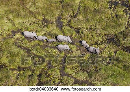 "African Elephants (Loxodonta africana), breeding herd, roaming in a freshwater marsh, aerial view, Okavango Delta, Botswana, Africa" View Large Photo Image Stock Image - "African Elephants (Loxodonta africana), breeding herd, roaming in a freshwater marsh, aerial view, Okavango Delta, Botswana, Africa". Fotosearch