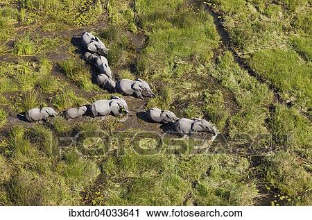 Stock Image - "African Elephants (Loxodonta africana), breeding herd, roaming in a freshwater marsh, aerial view, Okavango Delta, Botswana, Africa". Fotosearch