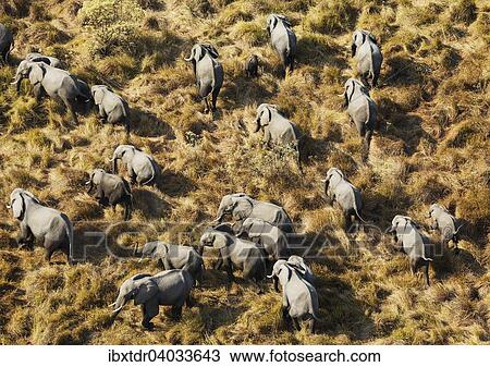 Stock Image - "African Elephants (Loxodonta africana), breeding herd, roaming, aerial view, Okavango Delta, Botswana, Africa". Fotosearch