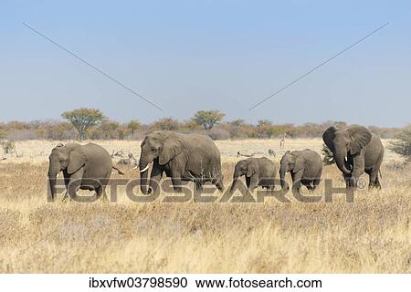 "African elephants (Loxodonta africana), herd moving through dry grass, Etosha National Park, Namibia, Africa" View Large Photo Image Stock Image - "African elephants (Loxodonta africana), herd moving through dry grass, Etosha National Park, Namibia, Africa". Fotosearch