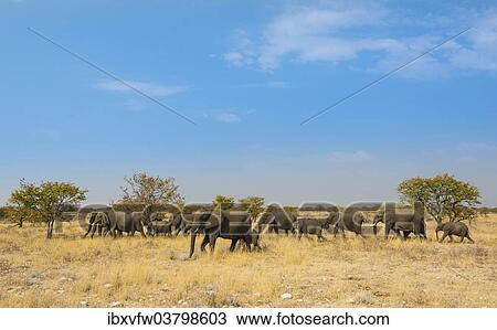 "African elephants (Loxodonta africana), herd moving through dry grass, Etosha National Park, Namibia, Africa" View Large Photo Image Stock Image - "African elephants (Loxodonta africana), herd moving through dry grass, Etosha National Park, Namibia, Africa". Fotosearch